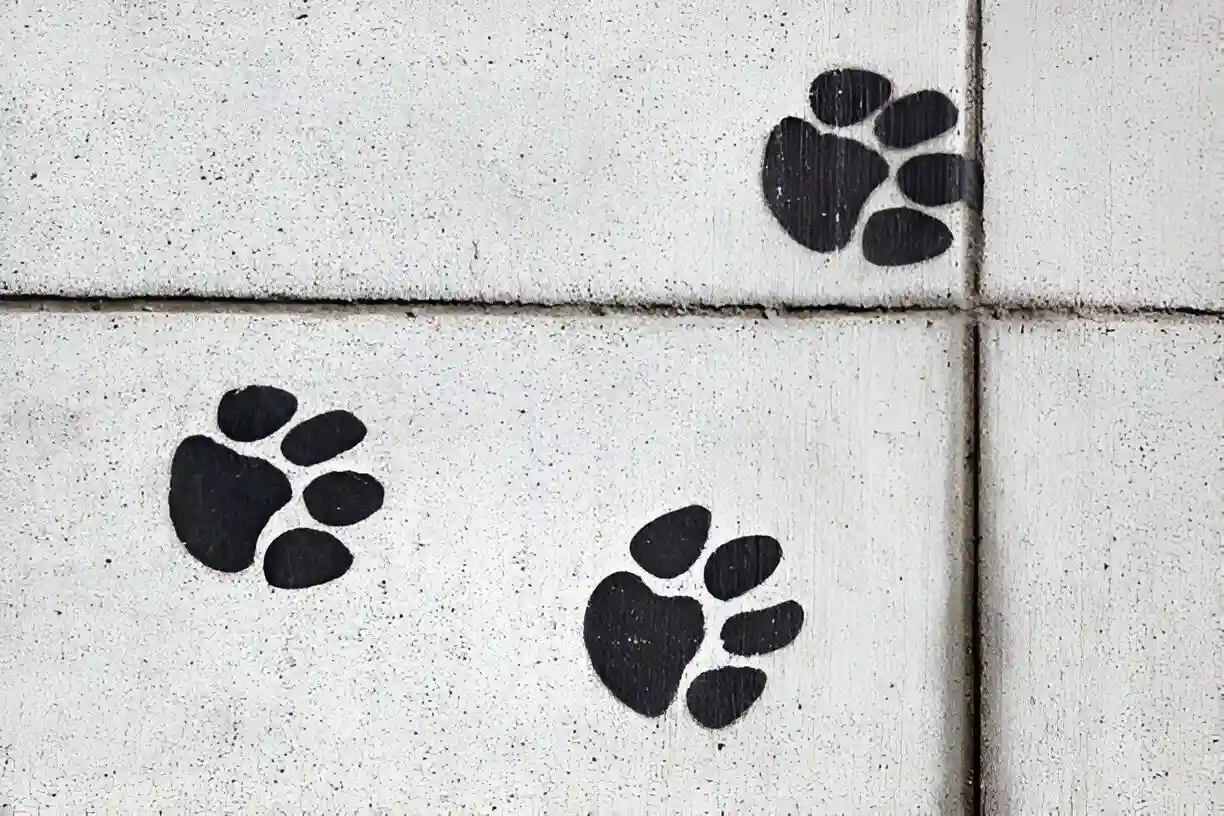 Paw prints painted on a sidewalk
